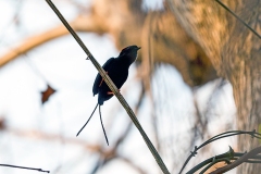 Long-tailed Manakin [Chiroxiphia linearis] 
