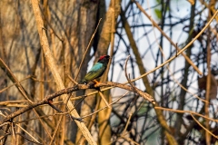 Long-tailed Manakin [Chiroxiphia linearis] 
