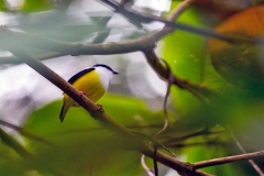 White-collared Manakin [Manacus candeia] 