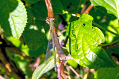 DAMSELFLIES