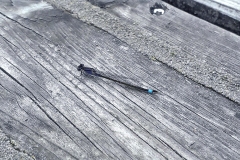 Blue-tailed Damselfly [Ischnura elegans]