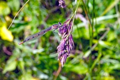 Common Blue Damselfly [Enallagma cyathigerum]