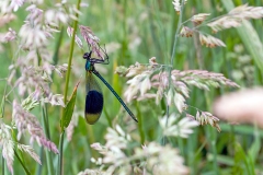 ODONTATA