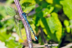 Common Blue Damselfly [Enallagma cyathigerum]