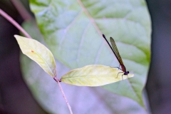 Racket-tipped Rubyspot [Hetaerina occisa]