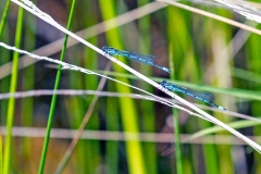 Azure Damselfly [Coenagrion puella]