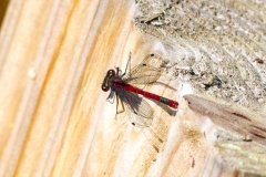 Large Red Damselfly [Pyrrhosoma nymphula]