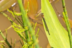 Blue-tailed Damselfly [Ischnura elegans]