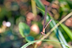 Glistening Demoiselle [Phaon iridipennis?]