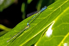 Azure Damselfly [Coenagrion puella]