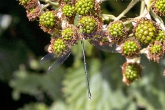 Willow Emerald Damselfly [Chalcolestes viridis]