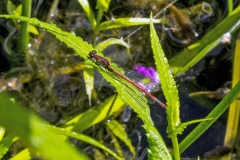 Large Red Damselfly [Pyrrhosoma nymphula]