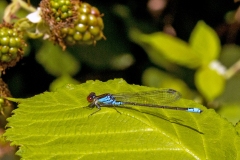 Red-eyed Damselfly [Erythromma najas]
