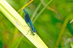 Banded Demoiselle [Calopteryx splendens]