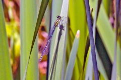 Azure Damselfly [Coenagrion puella]
