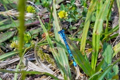 Common Blue Damselfly [Enallagma cyathigerum]