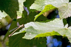 Willow Emerald Damselfly [Chalcolestes viridis]