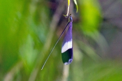 Helicopter Damselfly [Megaloprepus caerulatus]