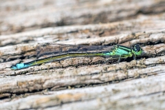 Blue-tailed Damselfly [Ischnura elegans]