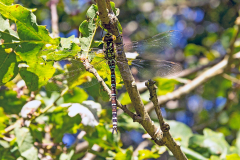 DRAGONFLIES