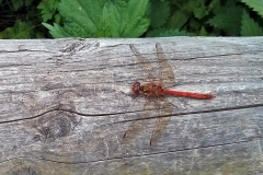 Common Darter [Sympetrum striolatum]