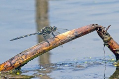 Long Skimmer [Orthetrum trinacria]