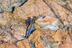Two-striped Skimmer [Orthetrum caffrum]
