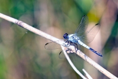 Eastern Blacktail [Nesciothemis farinosa]