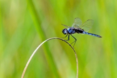 Blue Basker [Urothemis edwardsii]