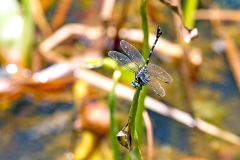 Common Flangetail [Ictinogomphus decoratus]