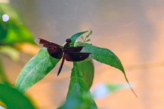 Common Parasol [Neurothemis fluctuans]
