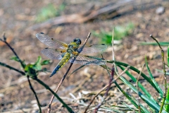 Four-spotted Chaser [Libellula quadrimaculata]