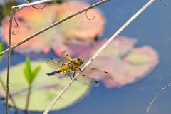 Four-spotted Chaser [Libellula quadrimaculata]