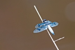 Portia Widow [Palpopleura portia]