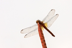 Broad Scarlet [Crocothemis erythraea]