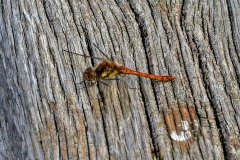 Common Darter [Sympetrum striolatum]