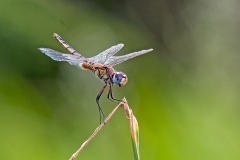Blue Basker [Urothemis edwardsii]