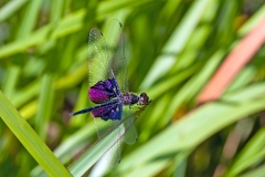 Phantom Flutterer [Rhyothemis semihyalina]