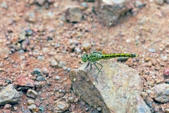 Banded Groundling [Brachythemis leucosticta]