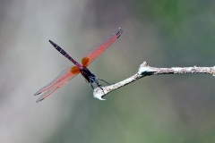 Red-veined Dropwing [Trithemis arteriosa]