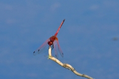 Red-veined Dropwing [Trithemis arteriosa]