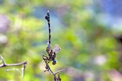 Common Tigertail [Ictinogomphus ferox]