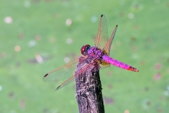 Violet Dropwing [Trithemis annulata]