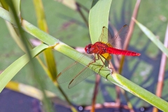 Broad Scarlet [Crocothemis erythraea]