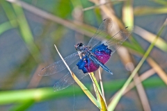 Phantom Flutterer [Rhyothemis semihyalina]