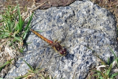Black Darter [Sympetrum danae]