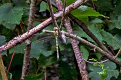 Southern Hawker [Aeshna cyanea]