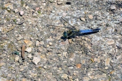 Black-tailed skimmer [Orthetrum cancellatum]