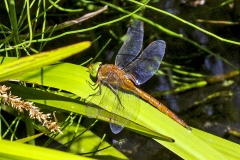 Norfolk Hawker [Aeshna isoceles]