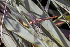 Ruddy Darter [Sympetrum sanguineum]